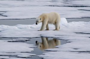 O plantio de árvores, a manutenção das florestas, o sequestro de carbono…