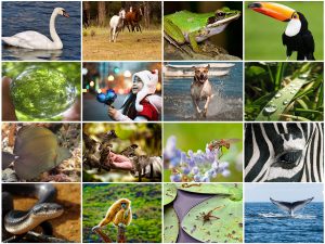 O que é Biodiversidade?