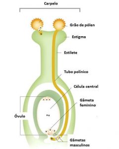 Anatomia e Fisiologia da reprodução em Angiospermas