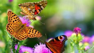 Voltando ao assunto sobre as Angiospermas, Plantas com flores