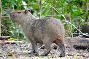 Paca, cutia, capivara e ariranha