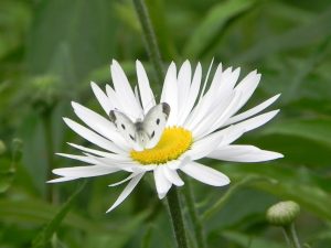 Coevolução entre flores e polinizadores