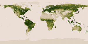 Mapa interativo mostra florestas do mundo inteiro