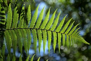 Plantas vasculares sem sementes: Licopódios e Pteridófitas