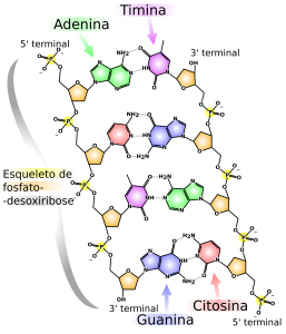 Os ácidos nucleicos e a síntese de proteínas.