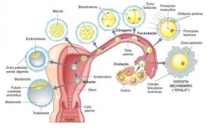 Embriologia, da fecundação ao nascimento