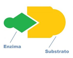 O que são enzimas?