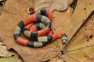 Cobras, como distinguir as falsas corais das corais verdadeiras?