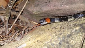 Cobras, como distinguir as falsas corais das corais verdadeiras?