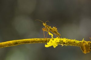 ICMBio, um marco histórico para a biologia da conservação no Brasil