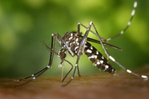 Como reconhecer o mosquito Aedes aegypti?