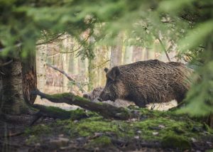 Espécies invasoras causam desequilíbrio ambiental