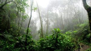 Crédito de Biodiversidade pode fomentar a preservação e a restauração ambiental global