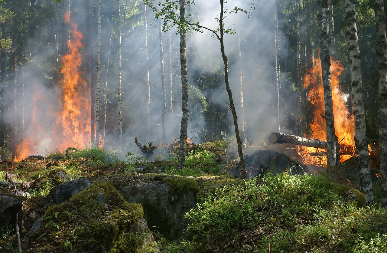 Aves “incendiárias” existem mas não são a causa dos incêndios florestais no Brasil