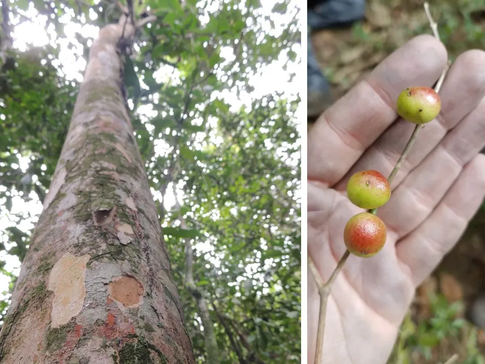 Nova espécie de árvore frutífera é descoberta na mata atlântica no Rio de Janeiro