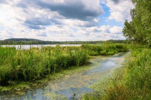 Fitoplâncton e zooplâncton, o que é? Qual sua importância na natureza?