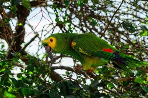 Tráfico de vida selvagem: uma ameaça à biodiversidade no Brasil e no mundo