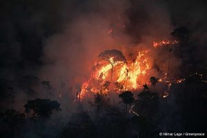 Recorde de queimadas no Brasil em 2024 pode comprometer a floresta do futuro